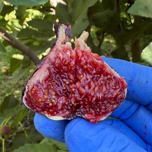 CLBC Fig Cutting – Rare Berry Flavor Variety