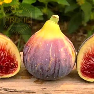 Fresh Cut Fig Cuttings – All Varieties in One Listing | Rare & Common Figs, ProFig USA