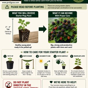 Glencoe Raspberry Plants – Thornless Purple Raspberry Variety – Sweet Compact Berry Plants – 2 Live Plants – Zones 4–9 image 5