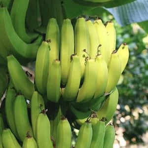 May include: A bunch of green bananas hanging from a tree. The bananas are arranged in a cluster, with some of the bananas hanging down and others pointing upwards. The bananas are a bright green color and have a smooth, shiny surface.