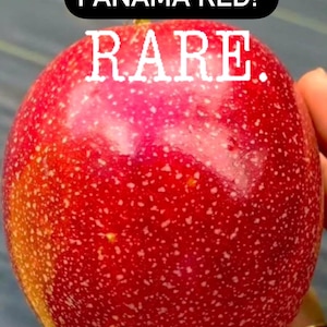 Rare Panama Red Passion Vine – Exotic & Delicious – LIMITED AVAILABILITY!