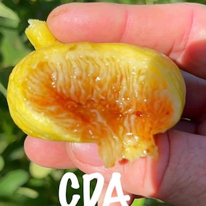 Constatine de Algerie Fig Cutting – Rare Honey Variety