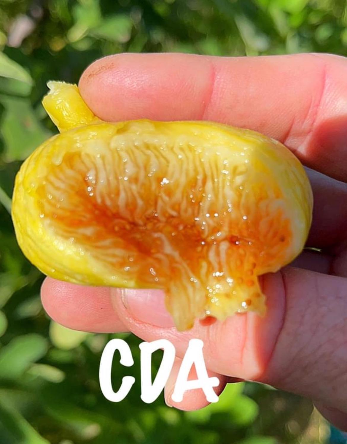 Constatine De Algerie Fig Cutting – Rare Honey Variety - Etsy