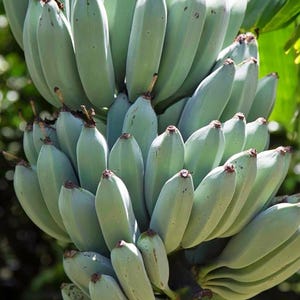 May include: A large, dense cluster of unripe bananas with a distinct pale, silvery-green skin. The individual fruits are arranged in multiple layers, showing curved shapes with dark brown tips at the ends, attached to a thick, central green stem.