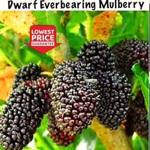 Dwarf Everbearing Mulberry Tree – Live Plant —LOWEST PRICE 4 TREES