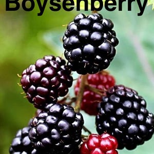 May include: Close-up of a cluster of ripe boysenberries, some are dark purple and some are red. The berries are growing on a vine with green leaves.
