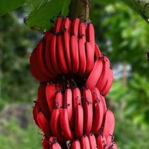 Red Dacca Banana Plant – Rare Sweet Banana Tree for Home Gardens & Tropical Growing 5 Plants!