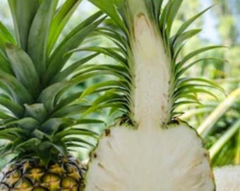 Sugarloaf Pineapple (live Plant) - Etsy