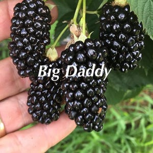 Big Daddy Thornless Blackberry 2 Plants - Huge Sweet Berries - Heavy Producer - Live Plant - LOWEST PRICE!