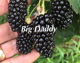 Big Daddy Thornless Blackberry Plants – Huge Sweet Berries, Heavy Producer, Easy Grow