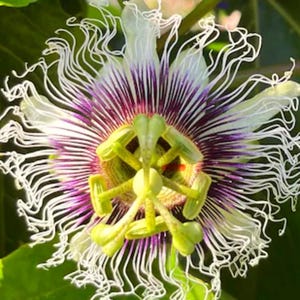 Possum Purple Passion Vine – Live Plant- LOWEST PRICE! Best seller