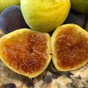 Live Lattarula Fig Plant – Italian Honey Fig | Sweet Yellow-Green Fruit | Cold Hardy