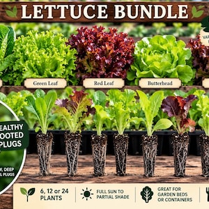 Könnte beinhalten: Ein Salat-Bundle mit den Sorten Romaine, Green Leaf, Red Leaf, Butterhead und Oakleaf. Das Bild zeigt gesunde bewurzelte Setzlinge in schmalen, tiefen Wurzelzellen, mit Text, der 6, 12 oder 24 verfügbare Pflanzen angibt.