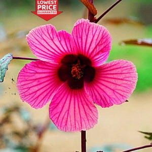 African Rose Hibiscus Plant | Edible Flower | Live Hibiscus Plant | Red Tropical Bloom | Flowering Shrub | Bare Root Starter