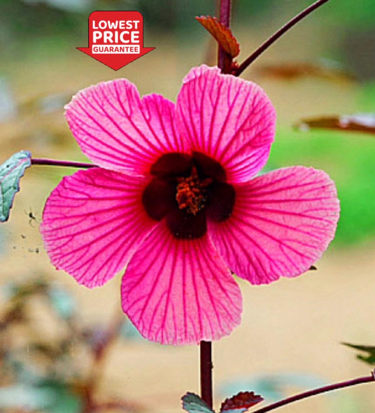 African Rose Hibiscus Plant: Edible Red Tropical Bloom, Bare Root Starter