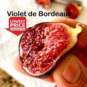 Violet de Bordeaux Fig –  Sweet & Cold Hardy – One Well-Rooted Plant
