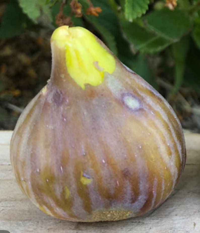 Col De Dame Roja Fig Cutting, Rare Spanish Variety - Etsy