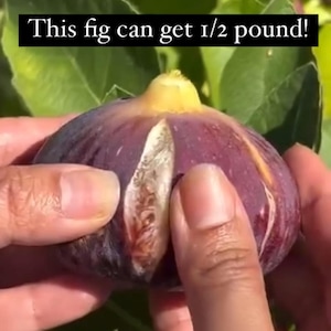 Super Jumbo DK Fig Cutting – Extra Large, Productive Fig Variety for Propagation