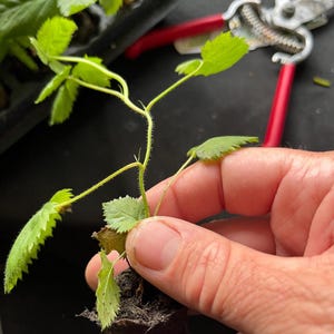 May include: A small green plant with serrated leaves is held in a person's hand. The plant is growing in a small pot of soil. The plant is a raspberry plant.