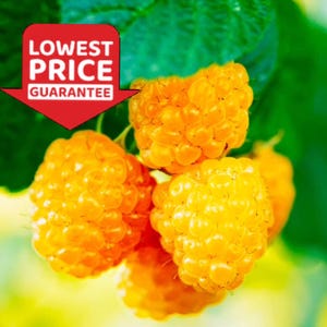 May include: A cluster of bright yellow raspberries with a textured surface, accompanied by green leaves. A red arrow-shaped sign is overlaid on the image, featuring the white text "LOWEST PRICE GUARANTEE" in bold, capitalized letters.