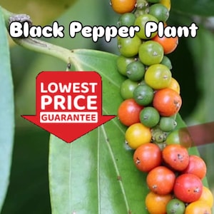 Live Black Pepper Plant – Piper nigrum – Starter Vine for Container or Indoor Growing. LOWEST PRICE
