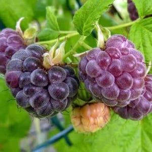 May include: Close-up of a cluster of ripe black raspberries growing on a vine. The berries are dark purple and have a slightly fuzzy texture.