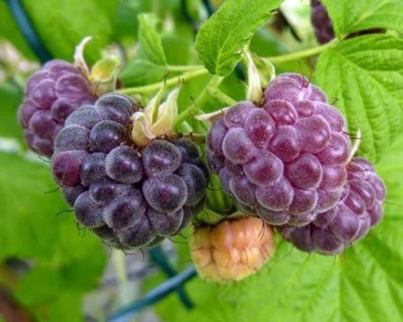 May include: Close-up of a cluster of ripe black raspberries growing on a vine. The berries are dark purple and have a slightly fuzzy texture.
