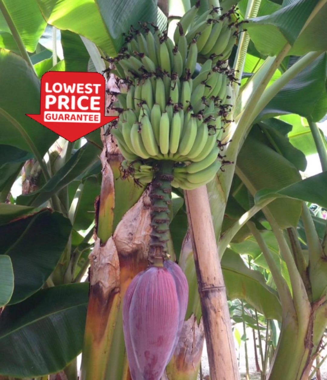 Dwarf Cavendish Banana Plant – Compact Tropical Tree, Container ...