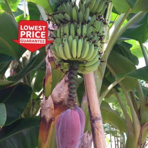 Dwarf Cavendish Banana Plant – Live Plant – Fast Growing & Perfect for Containers! COLD HARDY