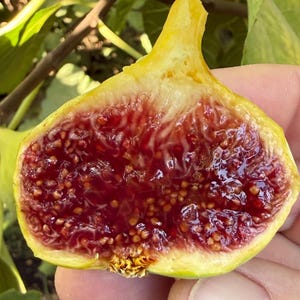 May include: A halved fresh fig showing a vibrant, deep red, jam-like interior filled with small, light-colored seeds. The outer skin of the fruit is a pale, yellowish-green color, and the texture of the pulp appears moist and glistening.
