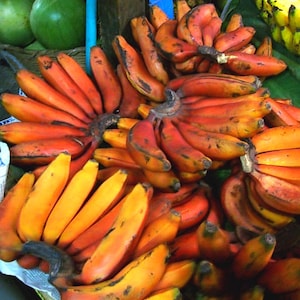 Dwarf Red Banana Plant – Live Plant Plug | Rare Ornamental Edible Banana | Musa acuminata ‘Dwarf Red’