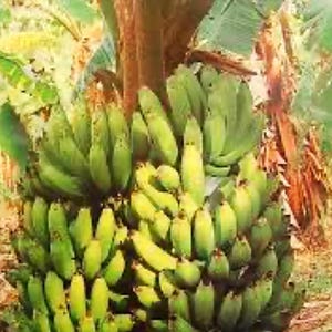 Banana Tree Double Mahoi Banana-Live Plant-LOWEST PRICE