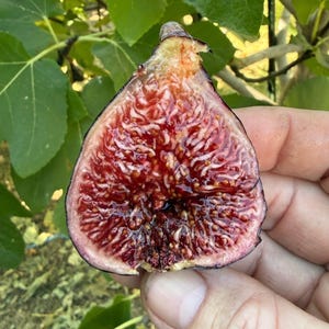 Könnte beinhalten: Eine halbierte frische Feige mit einem tiefroten, fruchtigen Inneren voller kleiner Samen und einer dunkelvioletten Schale. Die Frucht zeigt eine glänzende, feuchte Textur im gesamten Zentrum und einen hellen Ring am äußeren Rand.