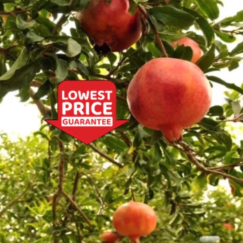 Afganski Russian Pomegranate Live Plant – Punica Granatum, Cold Hardy Fruit Tree