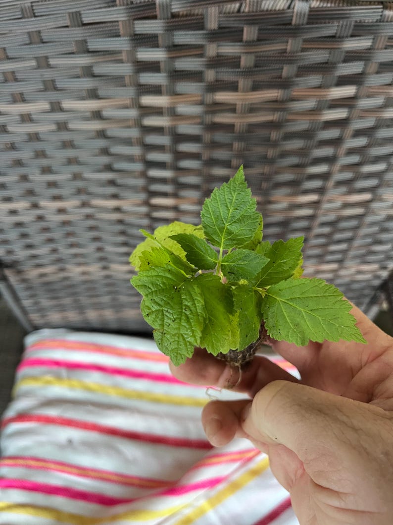 May include: A small green plant with leaves and roots, held in a hand against a striped background.