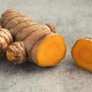Yellow Turmeric Ginger Plant