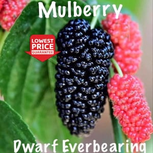 Dwarf Everbearing Mulberry 2 Trees– Live Plants —LOWEST PRICE