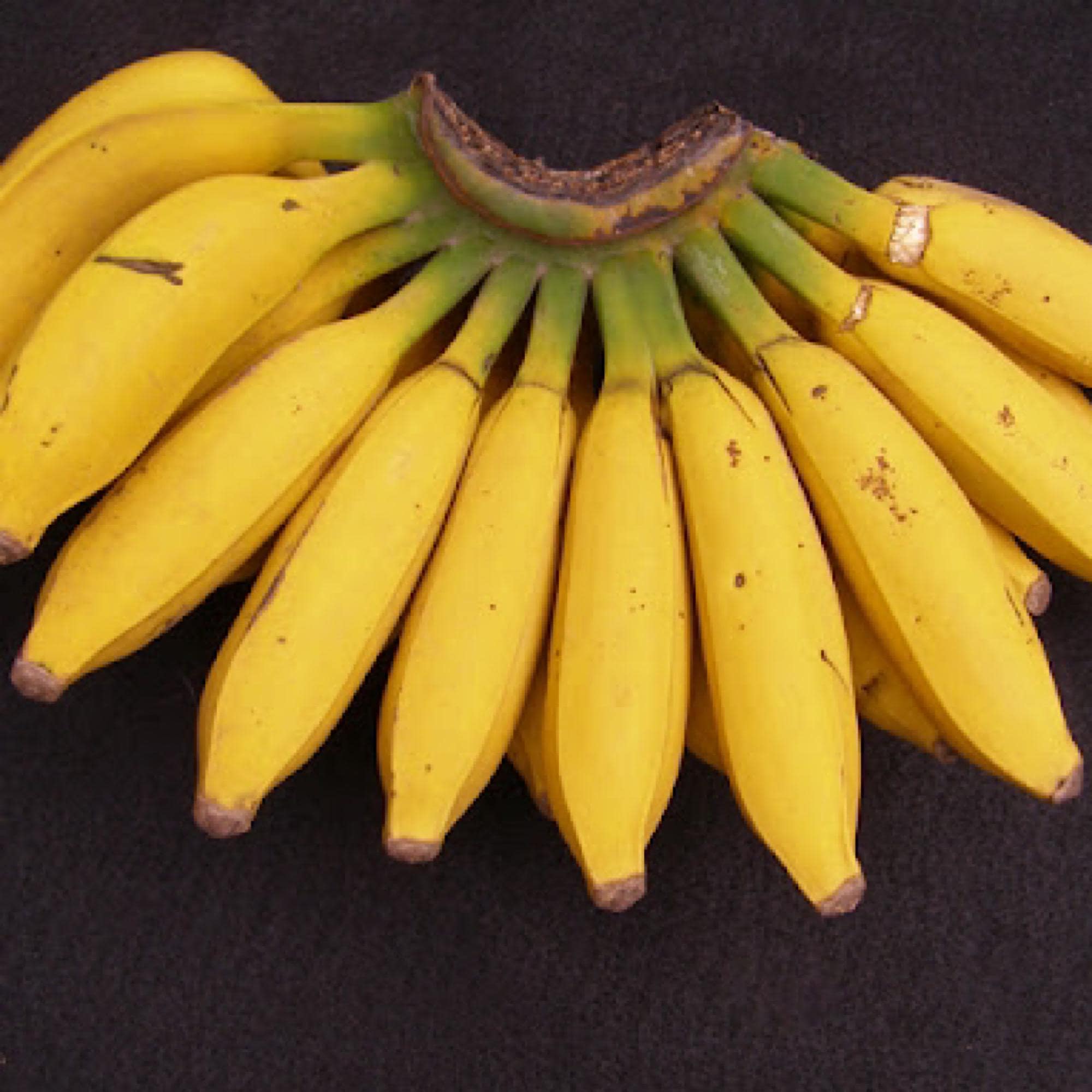 Mona Lisa Banana Plant – Sweet Creamy Fruit, Fast Growing Tropical