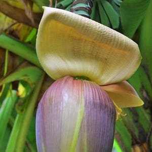 Musa Basjoo Banana Tree - Cold Hardy Banana Plant - Japanese Banana Live Fruit Tree - Worlds Cold Hardiest Banana!