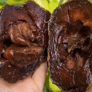 Black Sapote Tree – Chocolate Pudding Fruit Plant, Rare Tropical Live Plant