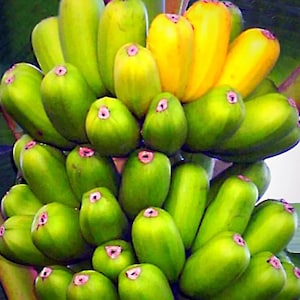 May include: A bunch of green bananas with a few yellow bananas at the top. The bananas are arranged in a cluster, with the yellow bananas at the top and the green bananas below.