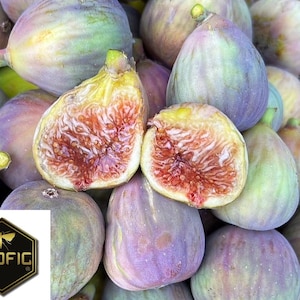 Fig Tree Cutting “Grise st Jean” Rare and Beautiful!