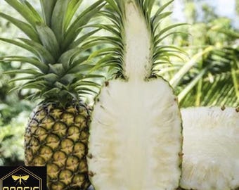Pineapple Plant - Live White Jade Pineapple Plant - Fruit Trees Live Plants  - Pineapple Plant Live - Pineapple Planter - Ananas Comosus - Etsy