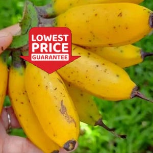 May include: A bunch of ripe, yellow bananas with dark spots and brown tips. The bananas are held together by a green stem. A red banner with the text "LOWEST PRICE GUARANTEE" is in the image.
