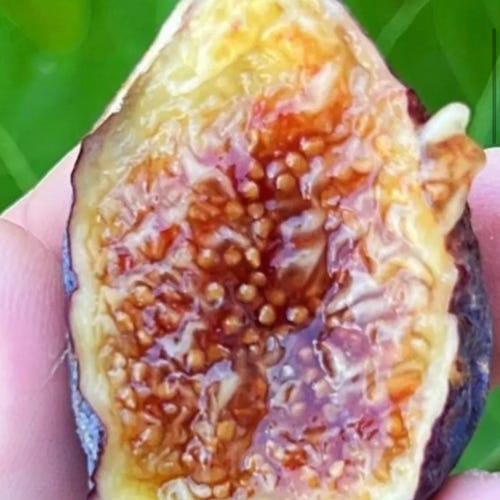 Fig Tree Cutting "Zaffiro" Rare Edible Fig Easy to Root! Very Sweet!