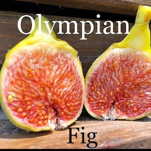 May include: A halved Olympian fig, showcasing its vibrant red interior dotted with tiny seeds. The outer skin is a mix of yellow and green. The word "Olympian" is written above the fig, and the word "Fig" is written below.