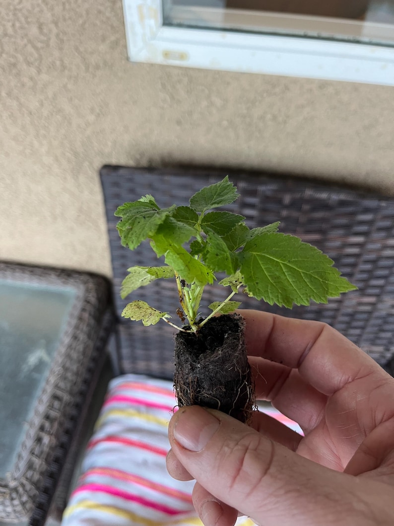 May include: A small green plant with dark green leaves growing in a brown pot with roots visible. The plant is being held in a hand.