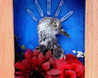 The Queen of Pigeons ~ Cruelty Free ~ Real Preserved Pigeon Head Display ~ Unique Wall Display