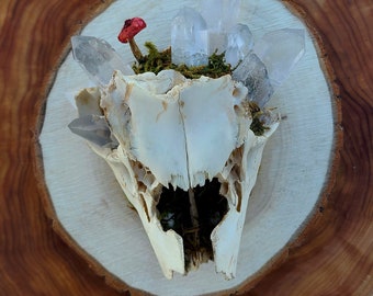 Deer Skull with Quartz Crystals and Mushrooms Wall Hanging ~ Ethically Sourced Wolf Cleaned Deer Skull