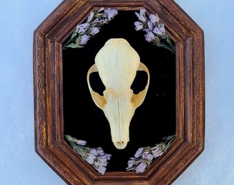 Fox Skull in Vintage Frame ~ Cruelty Free ~ Real Animal Skull Wall Art